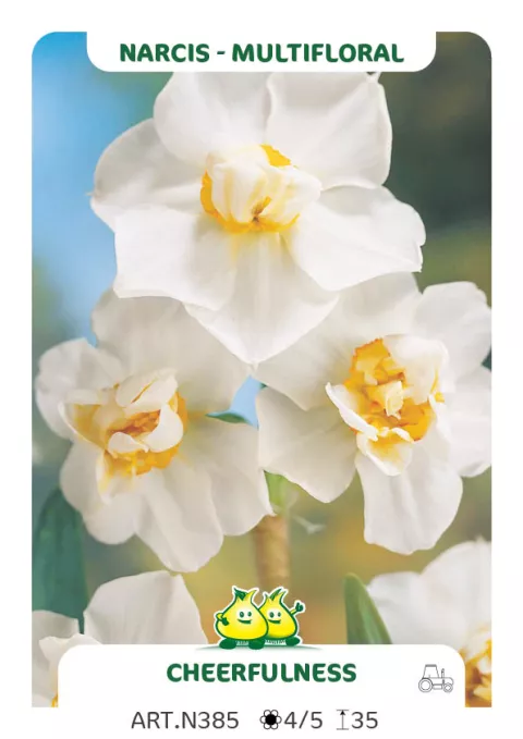 Narcis tros/bouquet 'Cheerfulness'