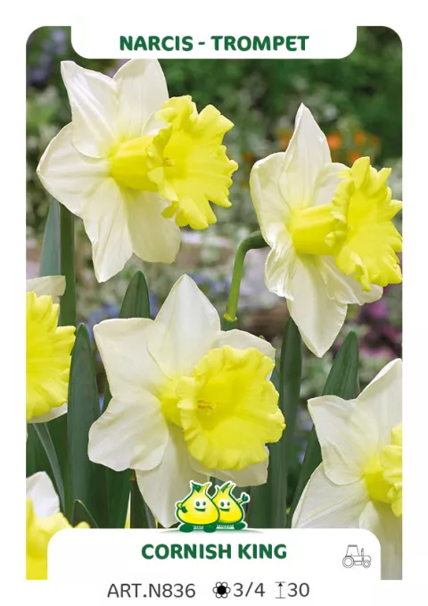 Narcis trompet 'Cornish King'