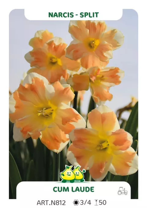 Narcis split 'Cum Laude'