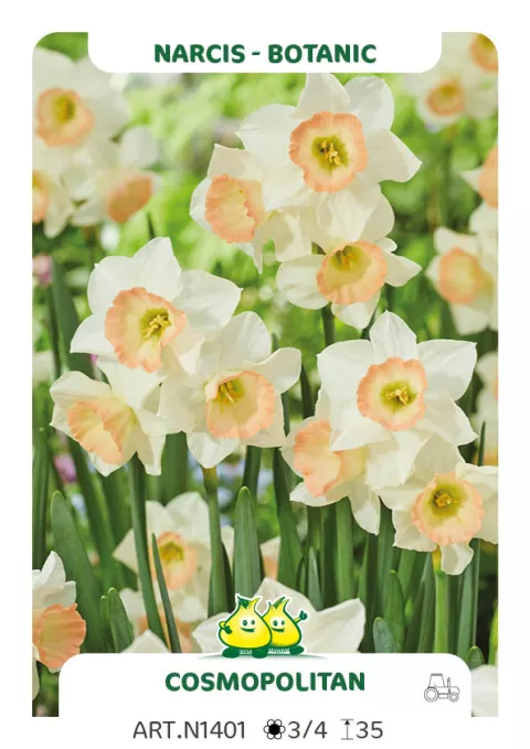 Narcis trompet 'Cosmopolitan'