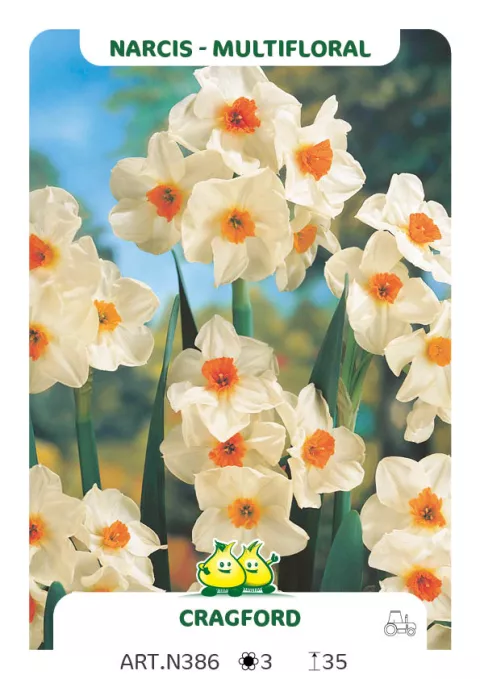 Narcis tros/Bouquet 'Cragford'