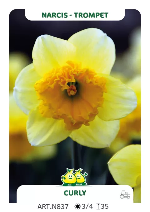 Narcis trompet 'Curly'