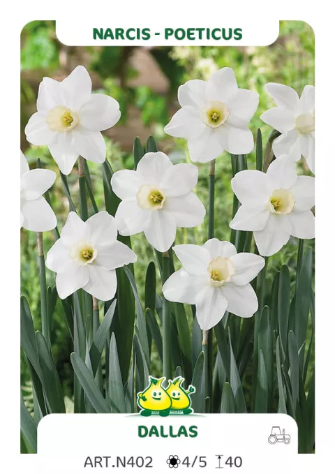 Narcis poeticus 'Dallas'