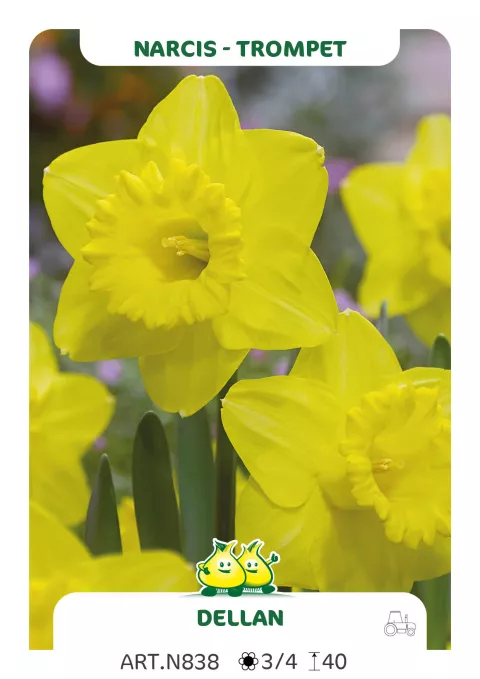 Narcis trompet 'Dellan'