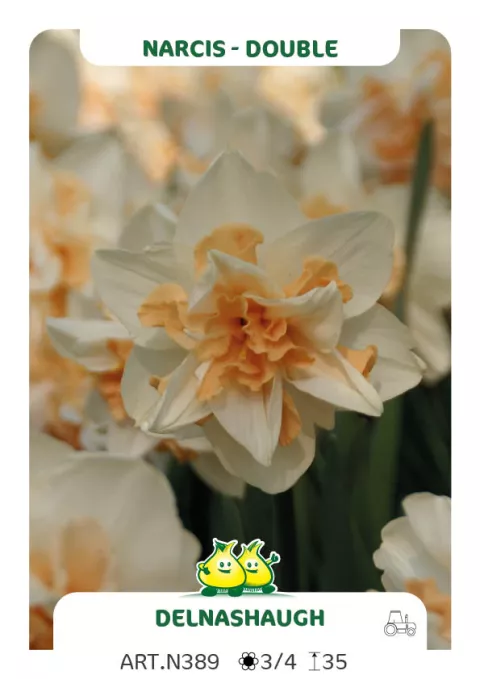 Narcis dubbel/doubles 'Delnasheugh'