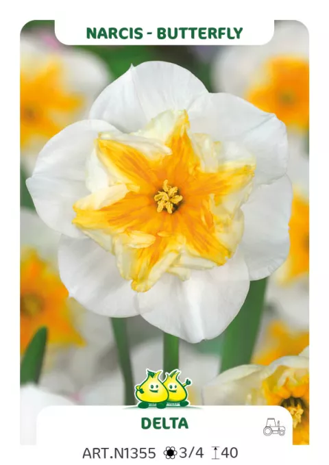 Narcis papillon 'Delta'