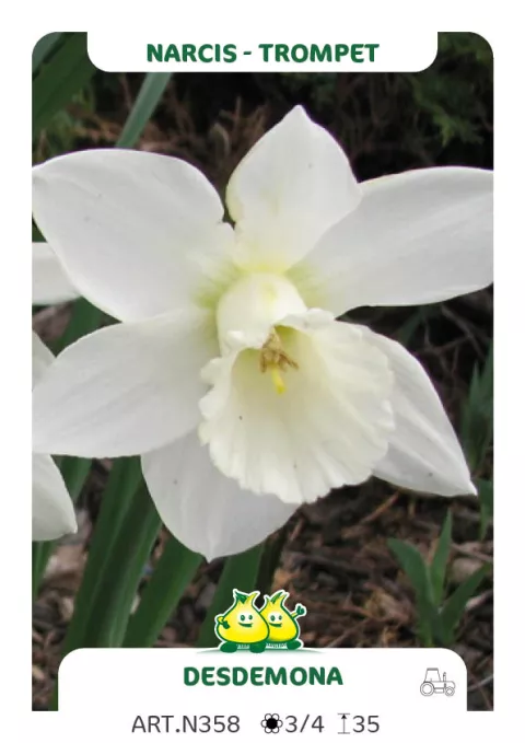 Narcis trompet 'Desdemona'