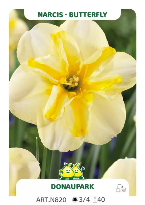 Narcis papillon 'Donaupark'