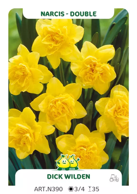 Narcis dubbel/doubles 'Dick Wilden'