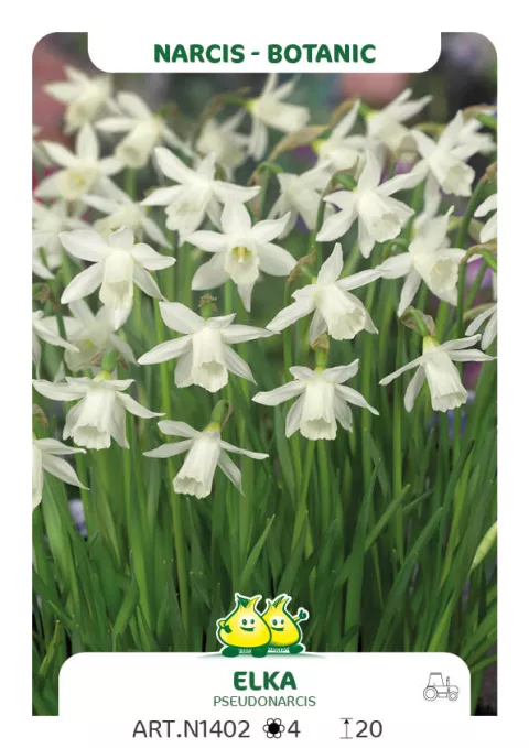 Narcis bot. 'Elka'