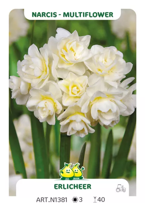 Narcis tros/bouquet 'Erlicheer'