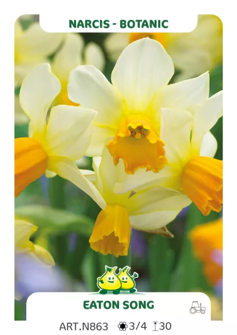 Narcis bot. 'Eaton Song'