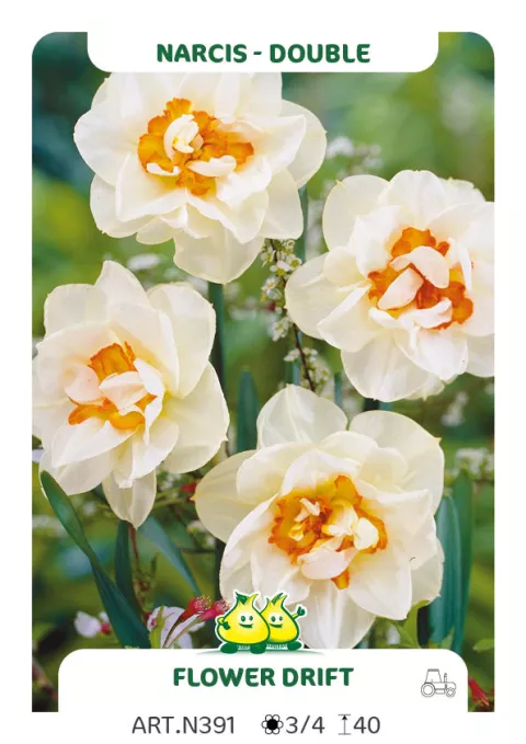 Narcis dubbel/doubles 'Flower Drift'