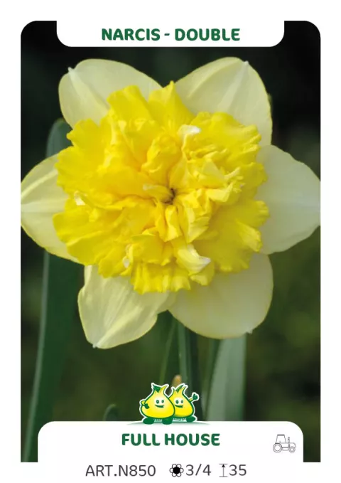 Narcis dubbel/doubles 'Full House'