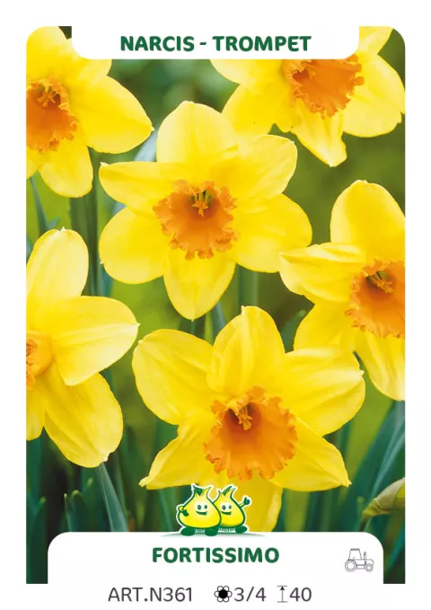 Narcis trompet 'Fortissimo'