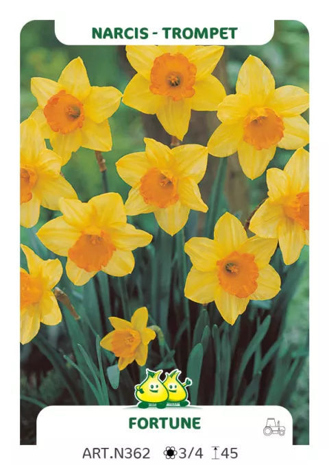 Narcis trompet 'Fortune'