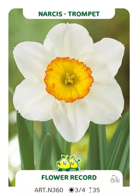 Narcis trompet 'Flower Record'