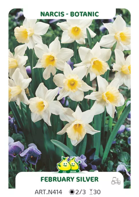 Narcis bot. 'Februari Silver'