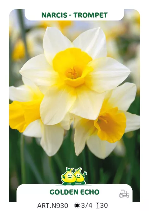 Narcis trompet 'Golden Echo'
