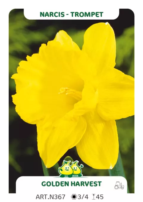 Narcis trompet 'Golden Harvest'
