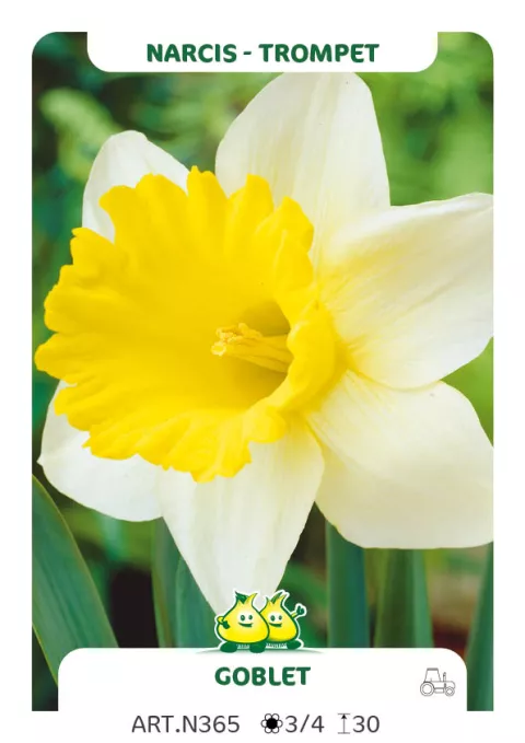 Narcis trompet 'Goblet'
