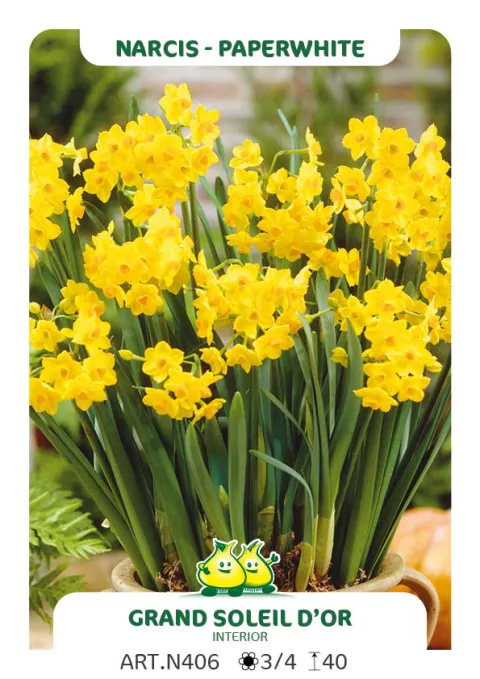 Narcis tazetta 'Grand Soleil d'Or'