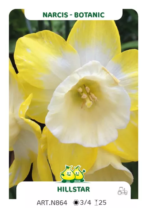 Narcis bot. 'Hillstar'