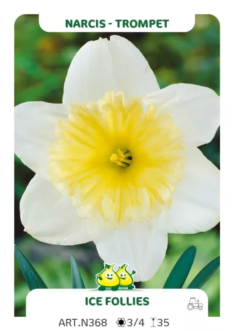Narcis trompet 'Ice Follies'