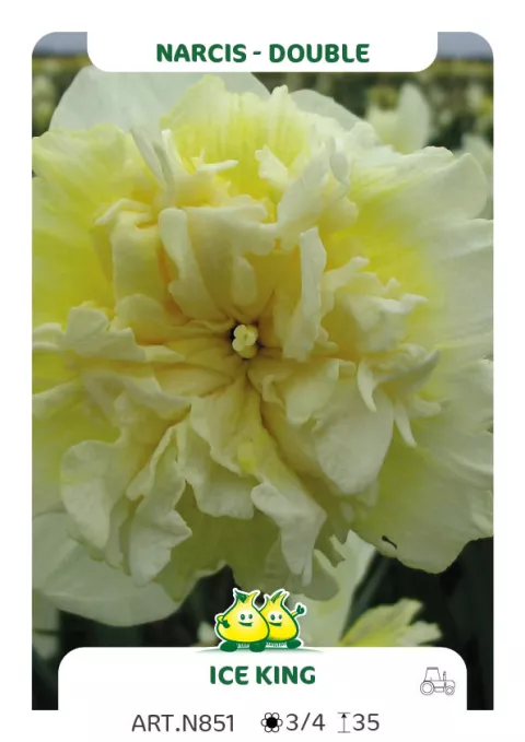 Narcis dubbel/doubles 'Ice King'