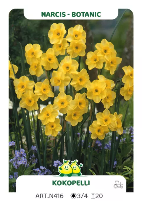 Narcis bot. 'Kokopelli'
