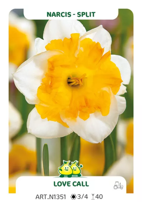 Narcis split 'Love Call'