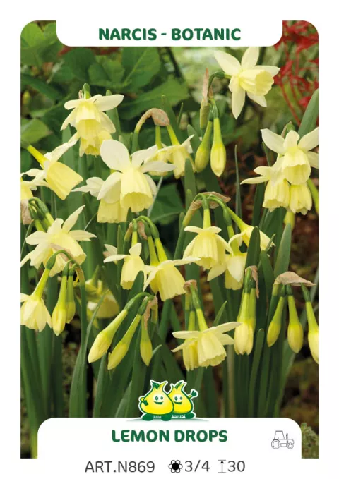 Narcis bot. 'Lemon Drops'