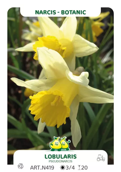 Narcis bot. 'Lobularis'