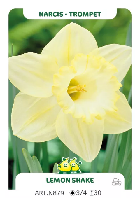 Narcis trompet 'Lemon Shake'