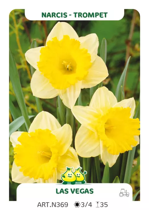 Narcis trompet 'Las Vegas'