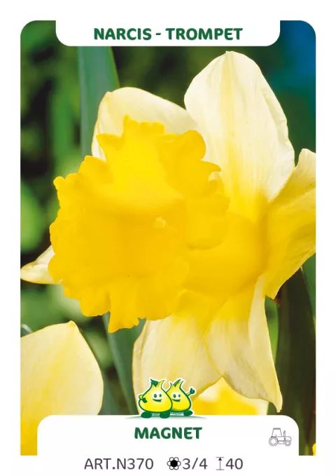 Narcis trompet 'Magnet'