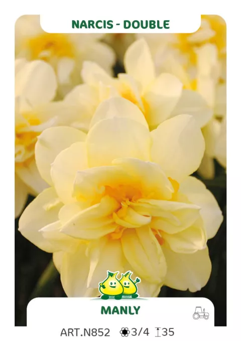 Narcis dubbel/doubles 'Manly'