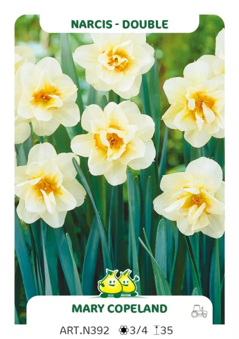 Narcis dubbel/doubles 'Mary Copeland'