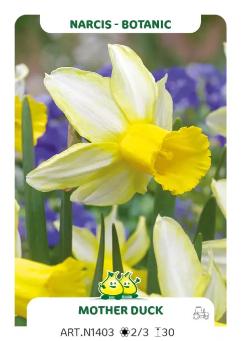 Narcis bot. 'Mother Duck'
