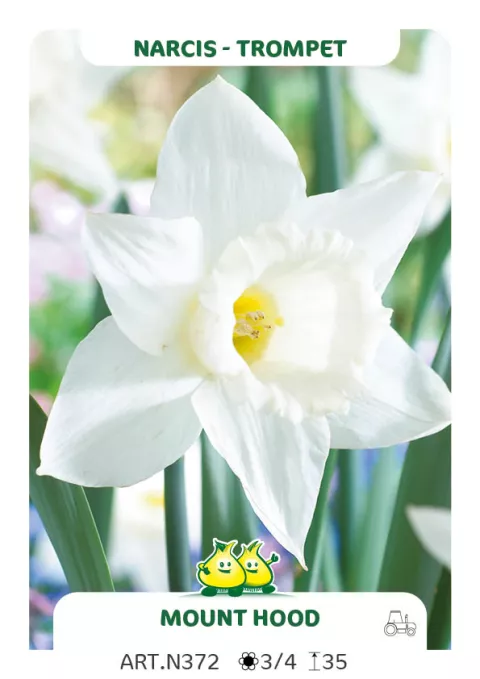 Narcis trompet 'Mount Hood'