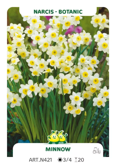 Narcis bot. 'Minnow'