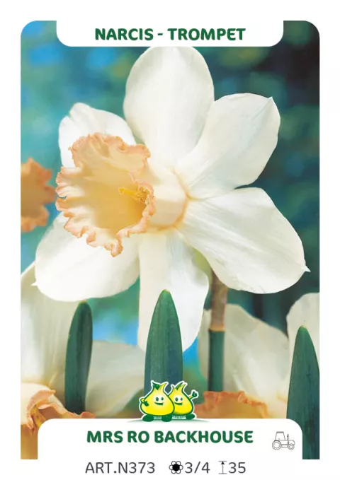 Narcis trompet 'Mrs. RO Backhouse'