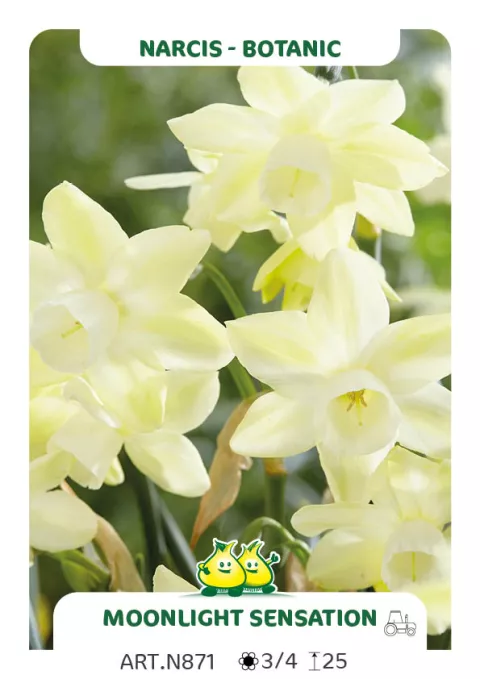 Narcis bot. 'Moonlight Sensation'