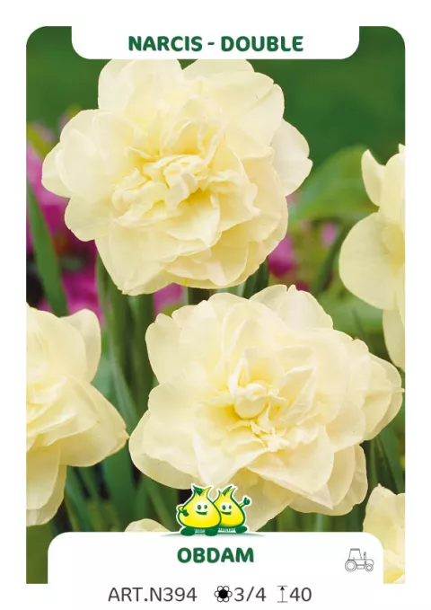 Narcis dubbel/doubles 'Obdam'