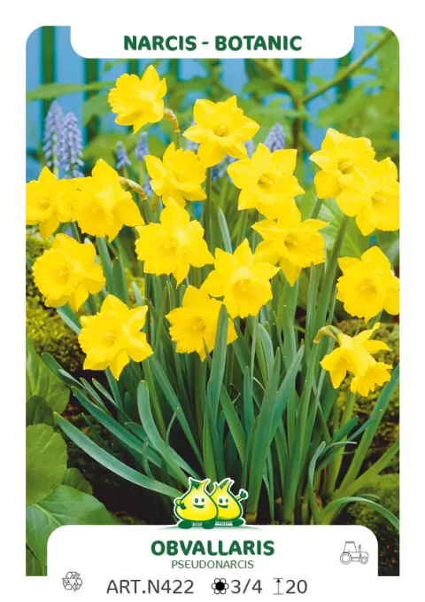Narcis bot. 'Obvallaris'