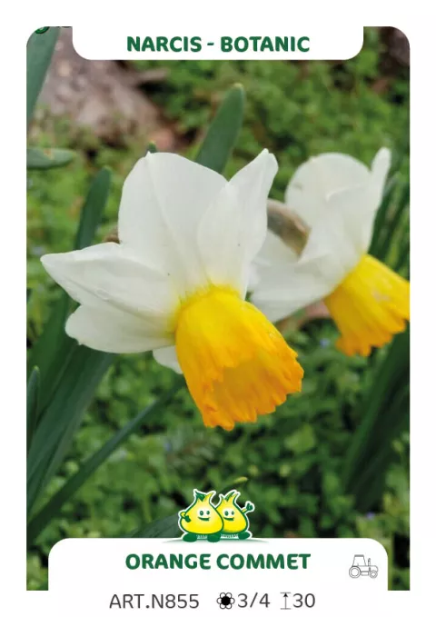 Narcis bot. 'Orange Commet'