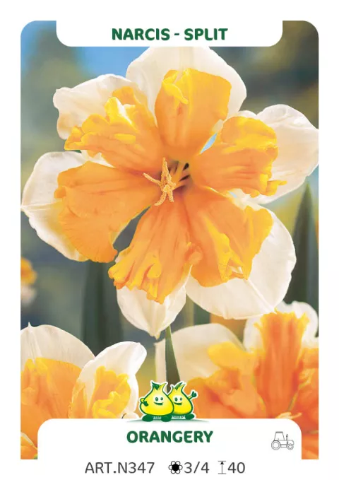Narcis split 'Orangery'