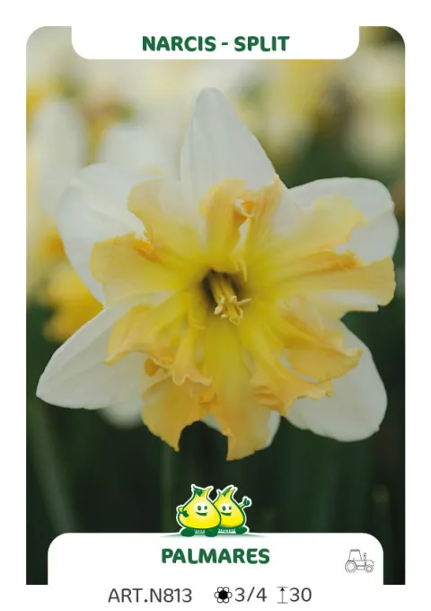 Narcis split 'Palmares'