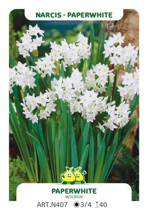 Narcis tazetta 'Paperwhite'