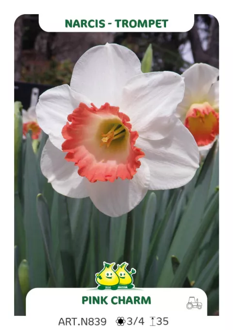 Narcis trompet 'Pink Charm'